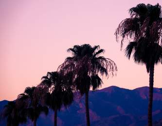 Palm trees