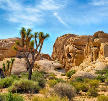 joshua tree outdoors web