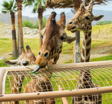 Living Desert Giraffe