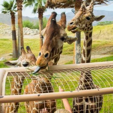 Living Desert Giraffe