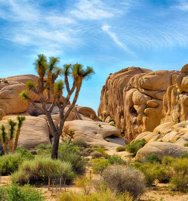 joshua tree outdoors web