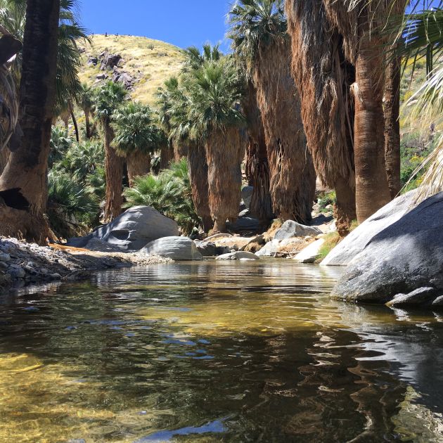 Palm Canyon