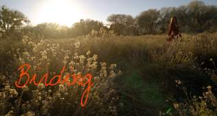 Birding ~ Wander List