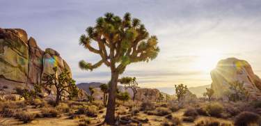 Joshua Tree National Park