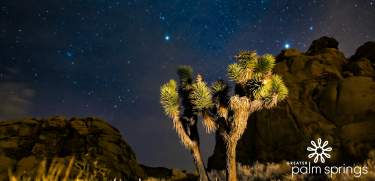 Joshua tree against starry night sky