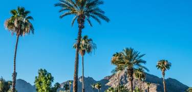Palm Trees, blue skies, mountain ridge