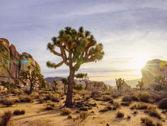 Joshua Tree National Park