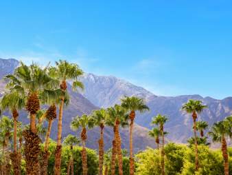 Mountains and palm trees in Palm Springs, CA