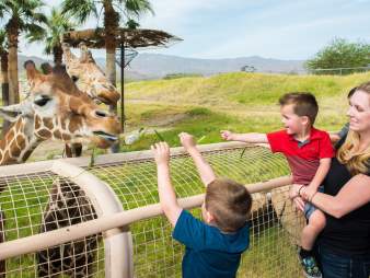 Children feeding a giraffe at The Living Desert