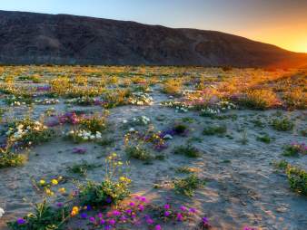 amazing finds in anza borrego web
