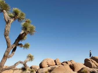joshuatreeweb