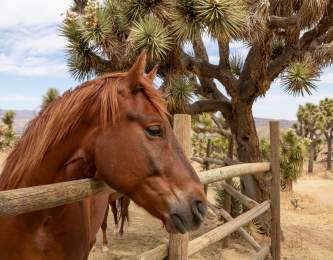 A horse at the paddock at Knob Hill Ranch in Yucca Valley, California