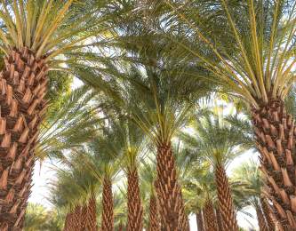 Sam Cobb Farms in Desert Hot Springs, California