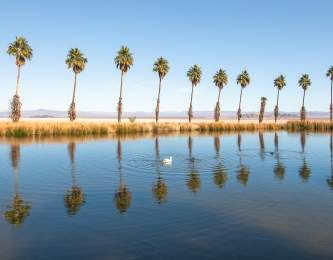 Zzyzx Oasis Palm Trees in Mojave National Preserve near Baker, California