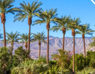Board Report Header Palm Mountains