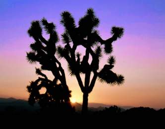 Joshua tree