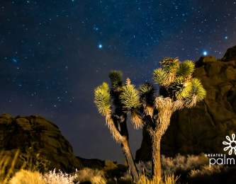 Joshua tree against starry night sky