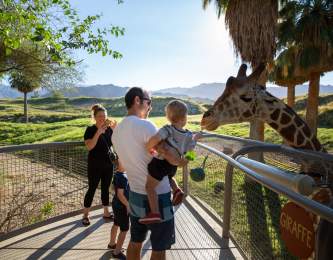 Giraffe feeding at The Living Desert Zoo and Gardens