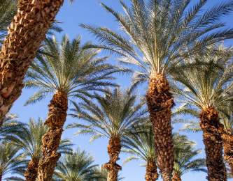 palm tree