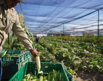 GPS23_Coachella_Agriculture_Temalpakh_Farms_001