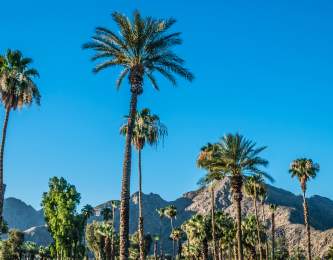 Scenic palm trees and blue skies.