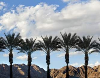 Nine Palms