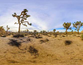 Joshua Tree National Park