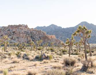 joshua tree national park