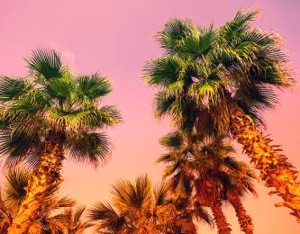 Palm trees and sunset