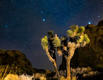 Joshua Tree at Night