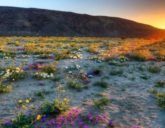 amazing finds in anza borrego web