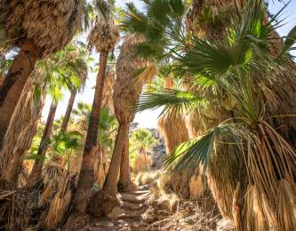 Palm trees along the Andreas Canyon Trail in Indian Canyons