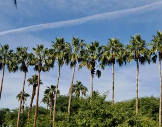 Palm trees