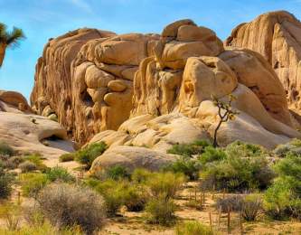 joshua_tree_outdoors_web