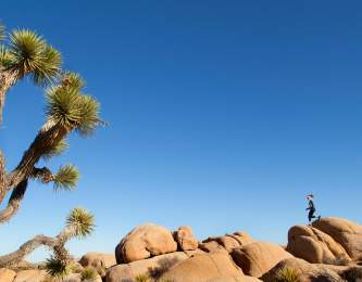 joshua tree wellness web