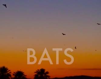 Facts about Bats: Wander List