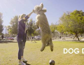 Plan the Perfect Pet-Friendly Getaway in Greater Palm Springs