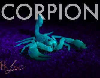 See Scorpions Glow ~ Wander List