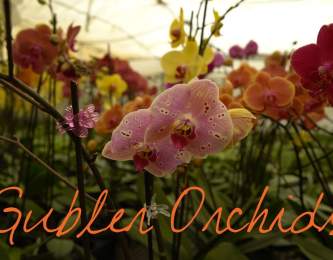 Gubler Orchids ~ Wander List
