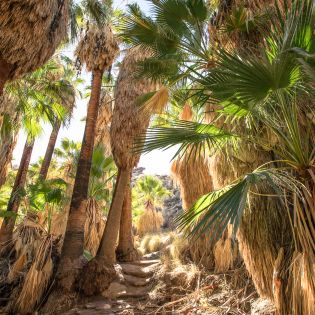 Andreas Canyon in Indian Canyons in Palm Springs