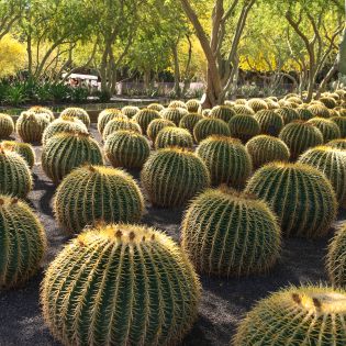 Cactus in the garden at Sunnylands in Rancho Mirage, California