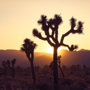 Joshua Tree at sunset in Joshua Tree National Park (photo: Elisabeth Brentano)