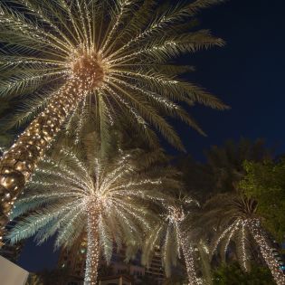 HolidayPalms_iStock