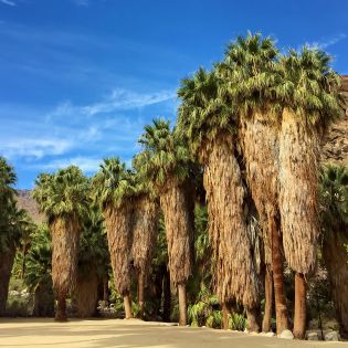 Cluster of palm trees in the Indian Canyons