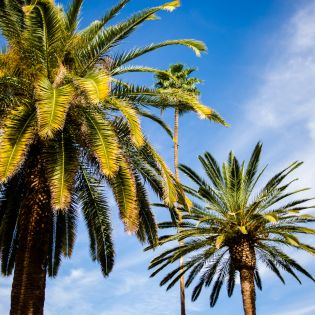 palm trees