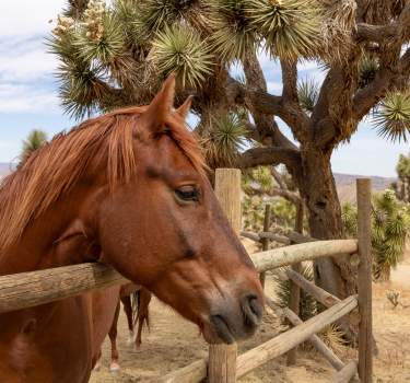 A horse at the paddock at Knob Hill Ranch in Yucca Valley, California