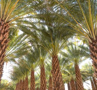 Sam Cobb Farms in Desert Hot Springs, California