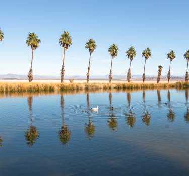 Zzyzx Oasis Palm Trees in Mojave National Preserve near Baker, California