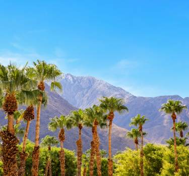 Mountains and palm trees in Palm Springs, CA
