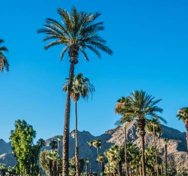 Scenic palm trees and blue skies.